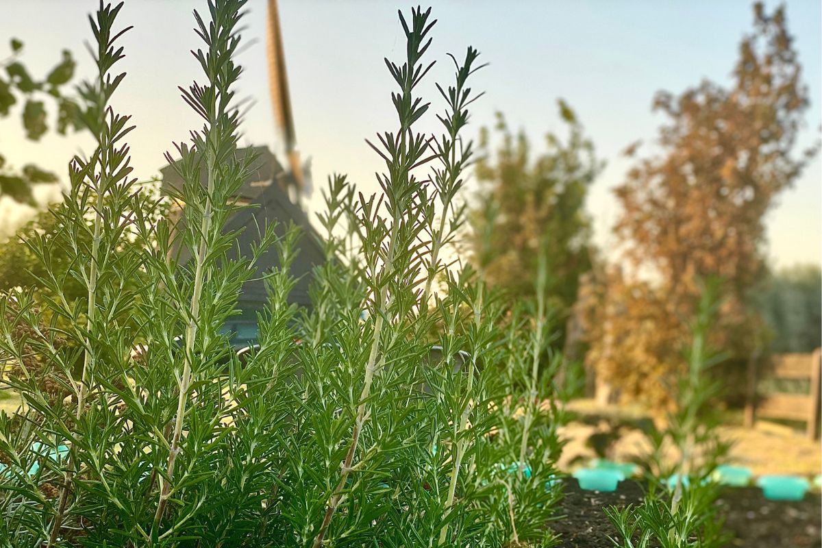 Rosemary with blur windmill and blue sky in background