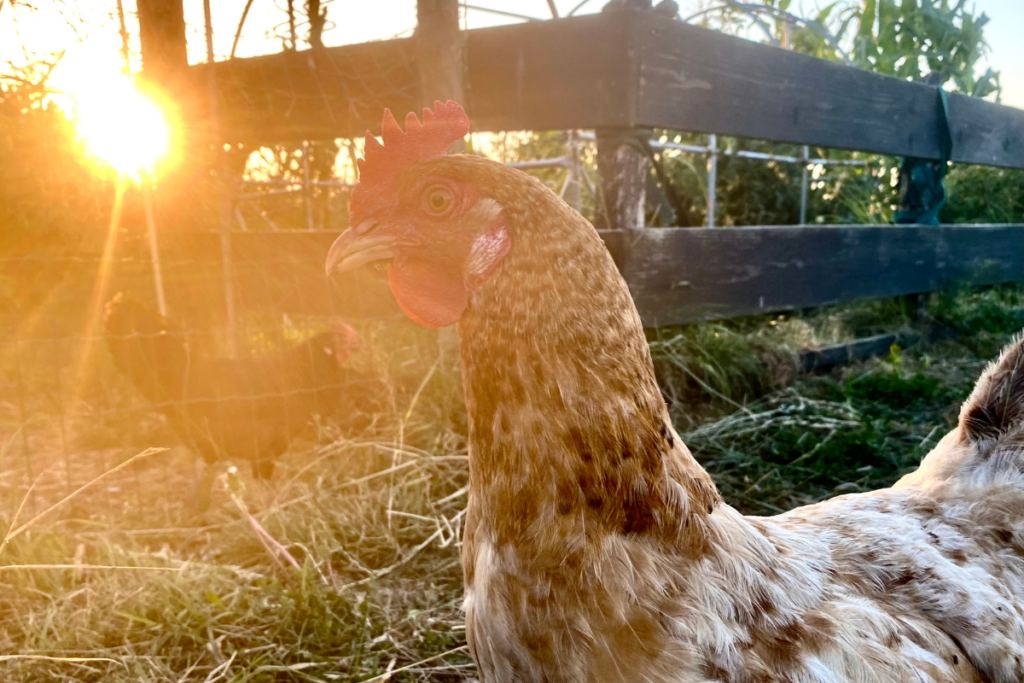 Raise chicken to be more self sufficient as a beginner