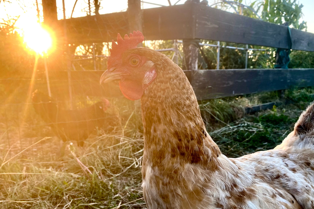 chicken with sunset in the background