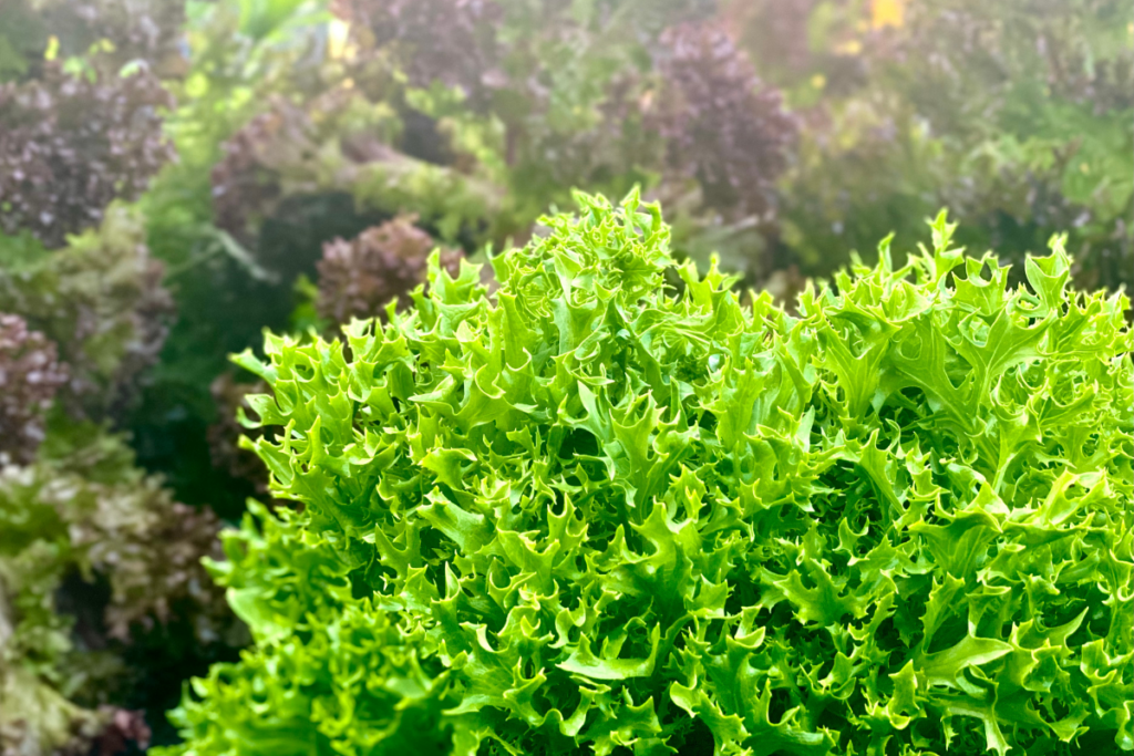 Grow salad to be more self sufficient as a beginner