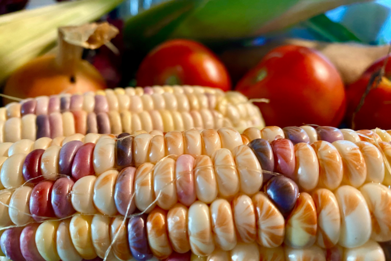 Multi color corn with tomatos and onions in the background