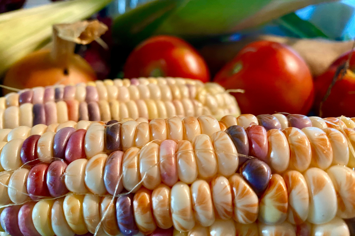 Multi color corn with tomatos and onions in the background