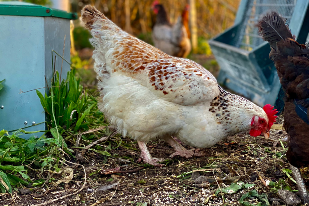 white chicken with brown wings feeding from the ground