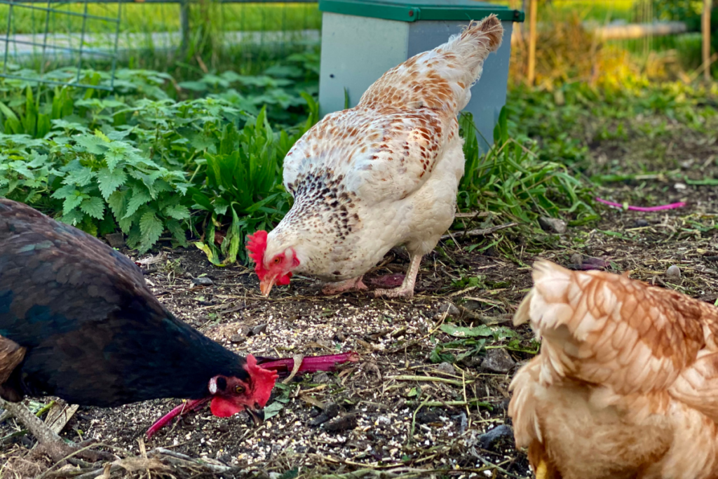 three chicken in different colors feeding from the ground