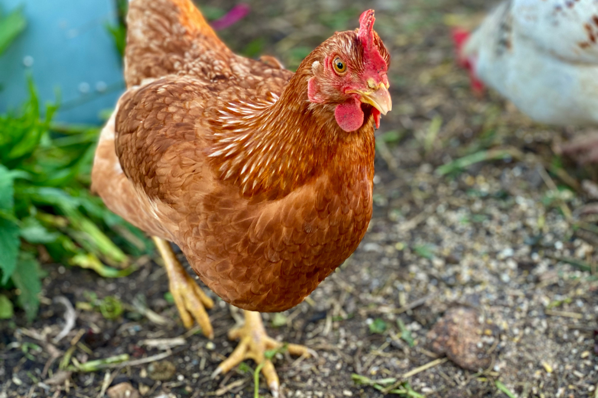 brown chicken looking up into the camera