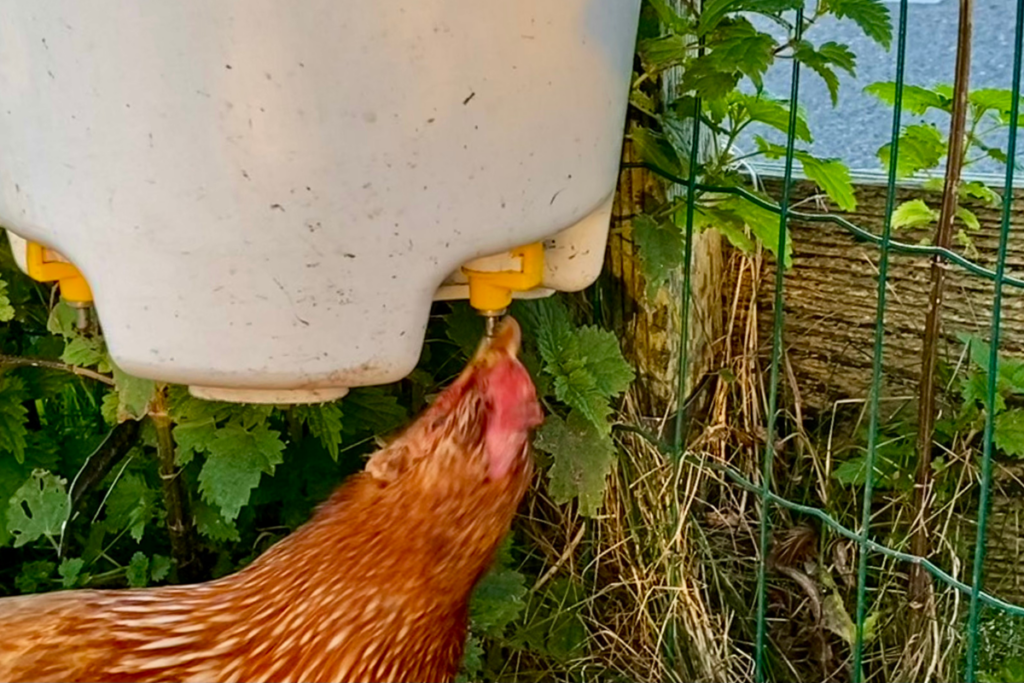 brown chicken drinking from chicken waterer