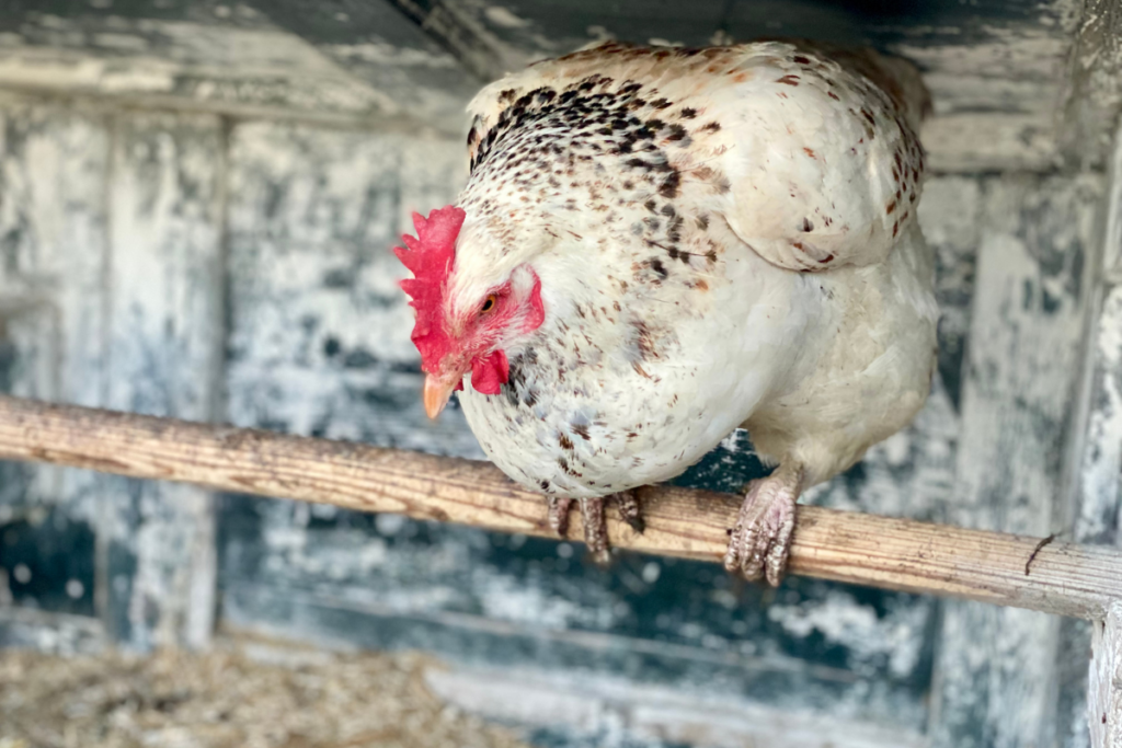 a white chicken sleeping on a chicken roost