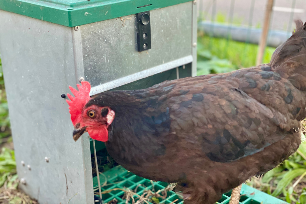 a black chicken standing on a chicken feeder