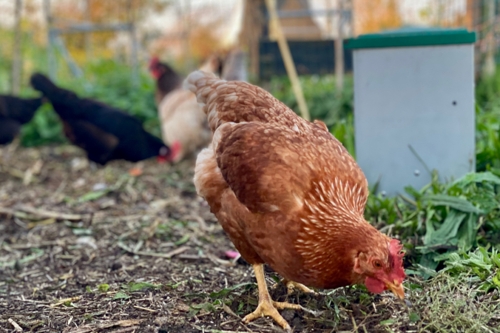 brown chicken feeding from the ground with other chicken in the background