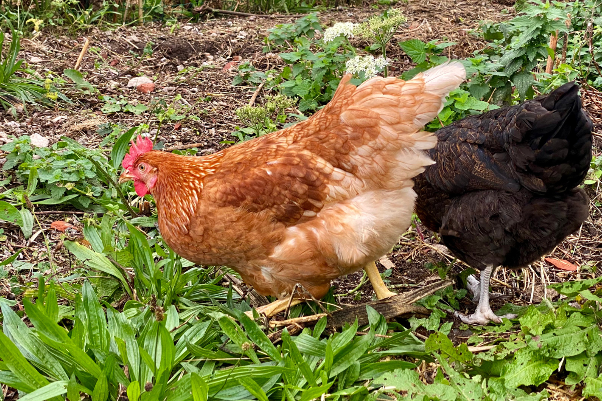 brown and black chicken walking in green chicken coop