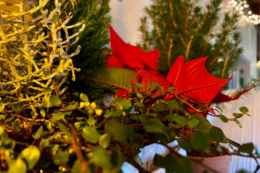 Close up picture of indoor plants with Christmas tree in background and christmas star