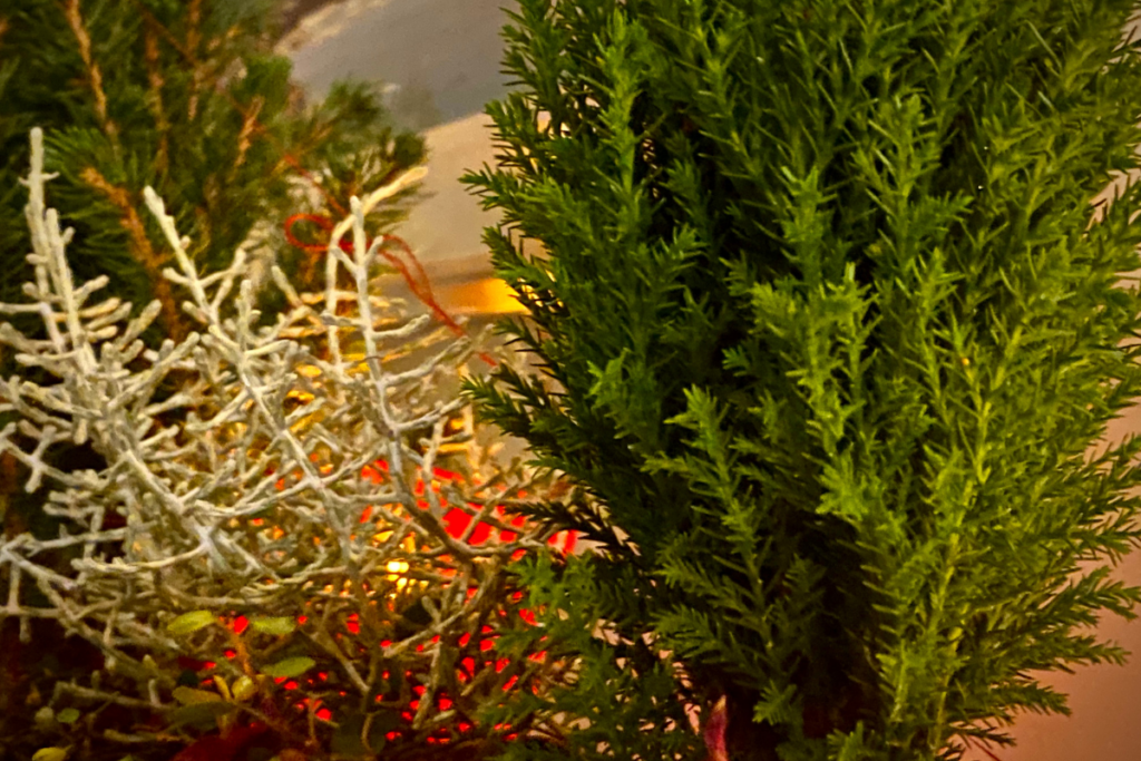 little green tree close up with white plant in background and red candle