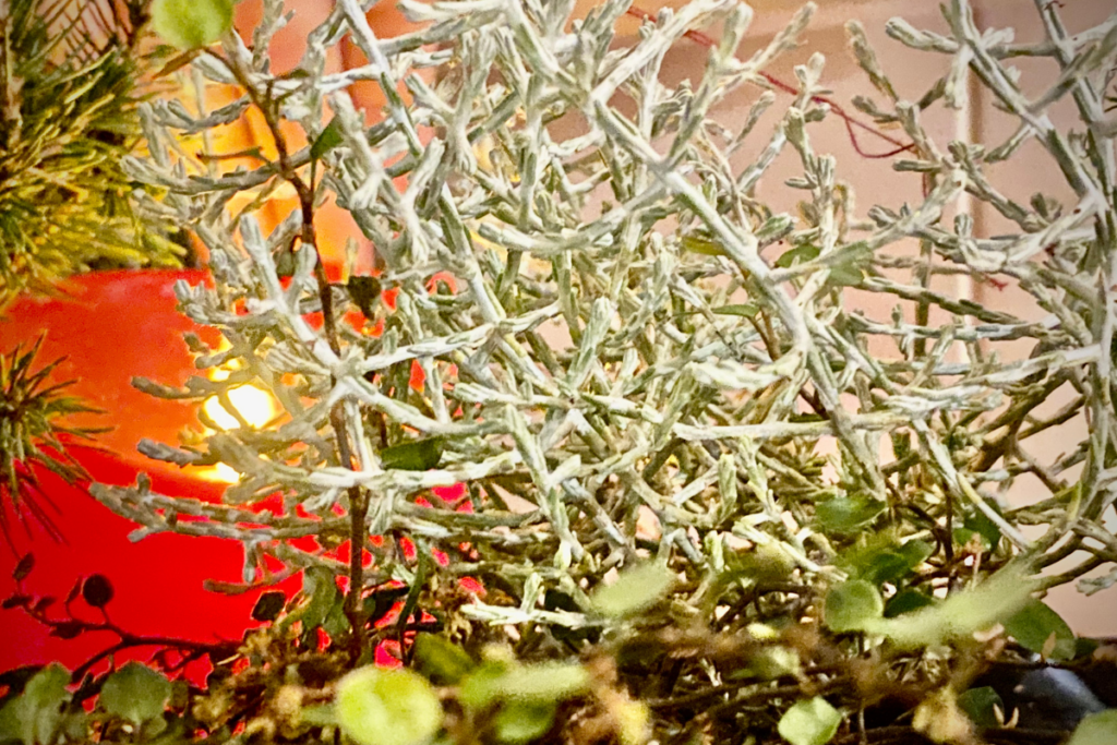 White plant with red candle in the background